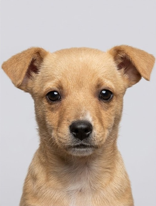 Sales Dog